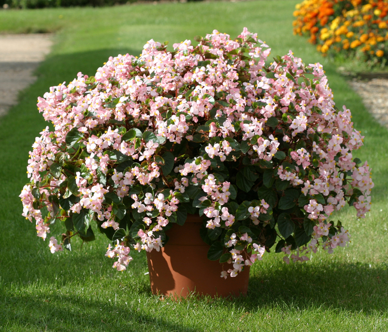 _Бегония Стара pink (драже)