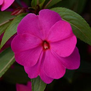 _Бальзамин Дивайн orchid