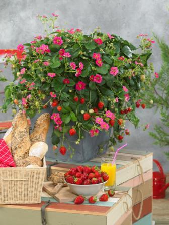 _Земляника Тоскана