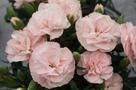Архив Гвоздика Лиллипот lavender pink