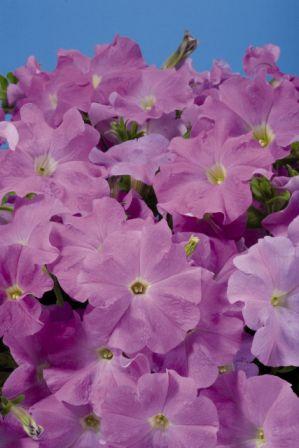 Архив Петуния Аладин lilac