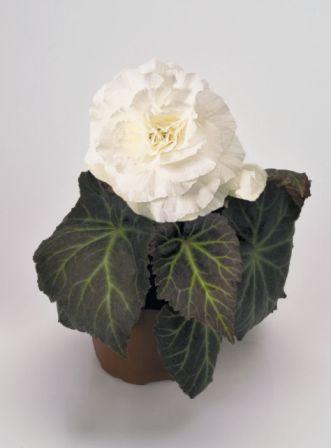 Бегония Нонстоп Мокка white