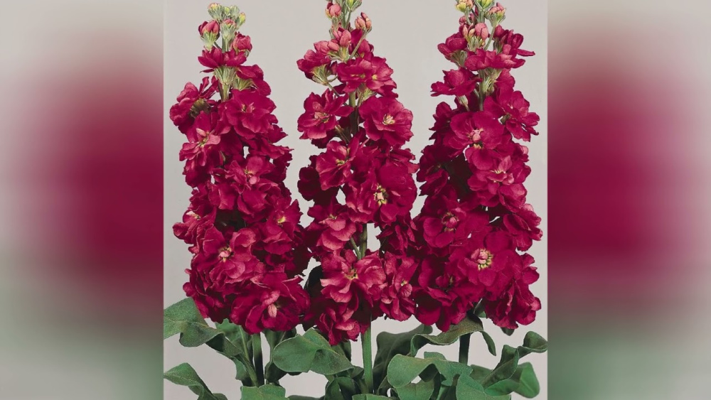 Львиный зев МАДАМ БАТТЕРФЛЯЙ РЕД