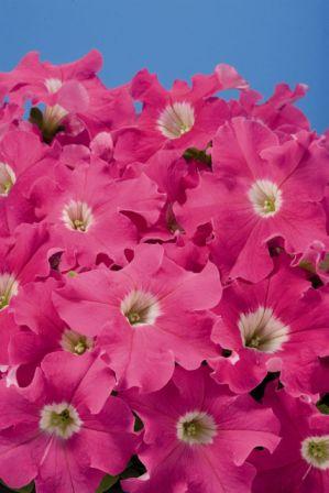 Архив Петуния Аладин pink (драже)