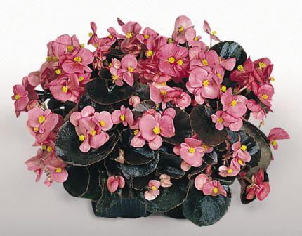 Бегония Коктеил gin (драже)