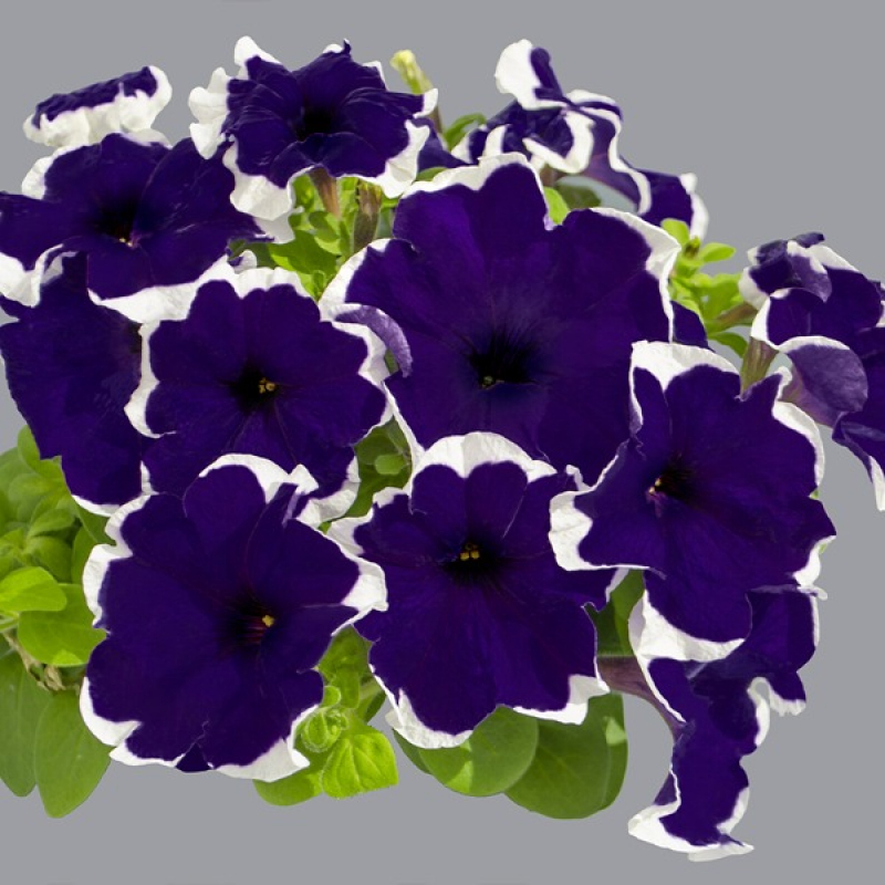 Петуния ЛИМБО GP БЛУ ПИКОТИ (драже)