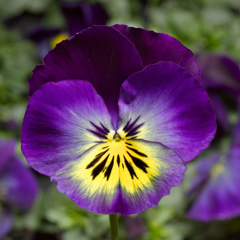 Виола ДЕЛЬТА БЛУ МОРФО