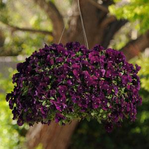 Виола Кул Вейв purple (primed семена)