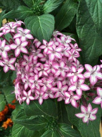 Архив Пентас Баттерфляй purple star (драже)