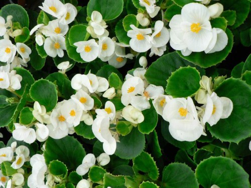 Архив Бегония Волюмия white (драже)