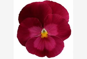 Виола Премьер clear rose