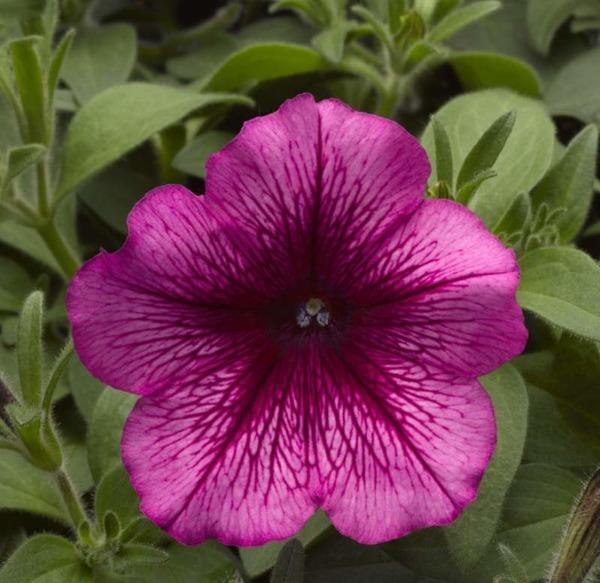 Петуния УРА ПЛАМ