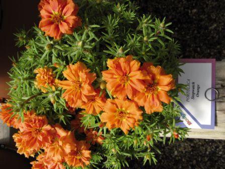 Архив Портулак Стопвотч orange (мульти драже)