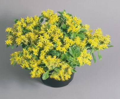 Седум (Очиток) СПИРИТ