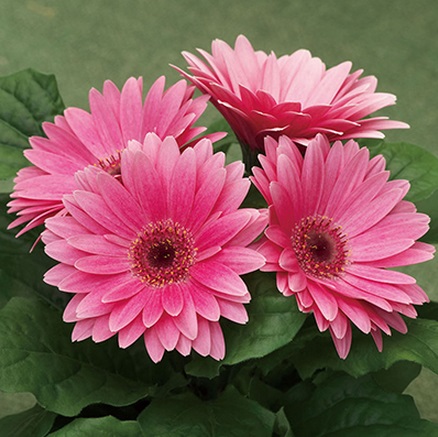 Архив Гербера Ройял deep pink