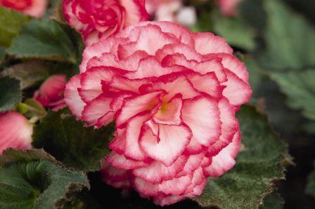 _Бегония Нонстоп rose petticoat (драже)