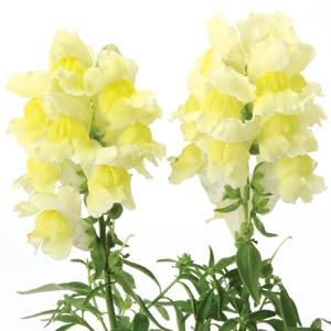 Архив Львиный зев Снэпшот yellow
