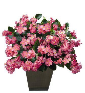 Бегония Биг pink with green leaf (драже)