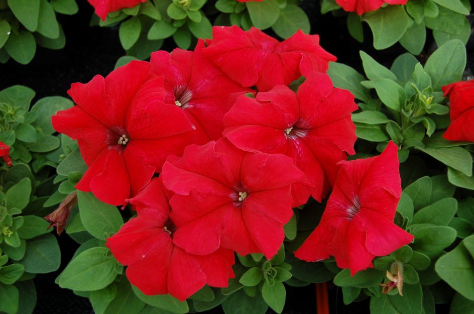 Петуния ЛИМБО GP РЕД (драже)