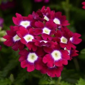 _Вербена Кварц XP burgundy with eye