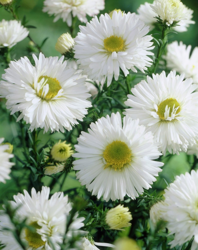 Архив Астра новобельгийская Альмира Уайт, кассета