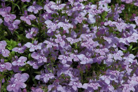 Архив Лобелия Палас lilac