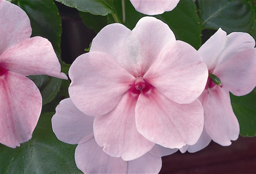 Архив Бальзамин Эдвантадж pink  
