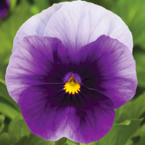 Виола Пенни beaconsfield