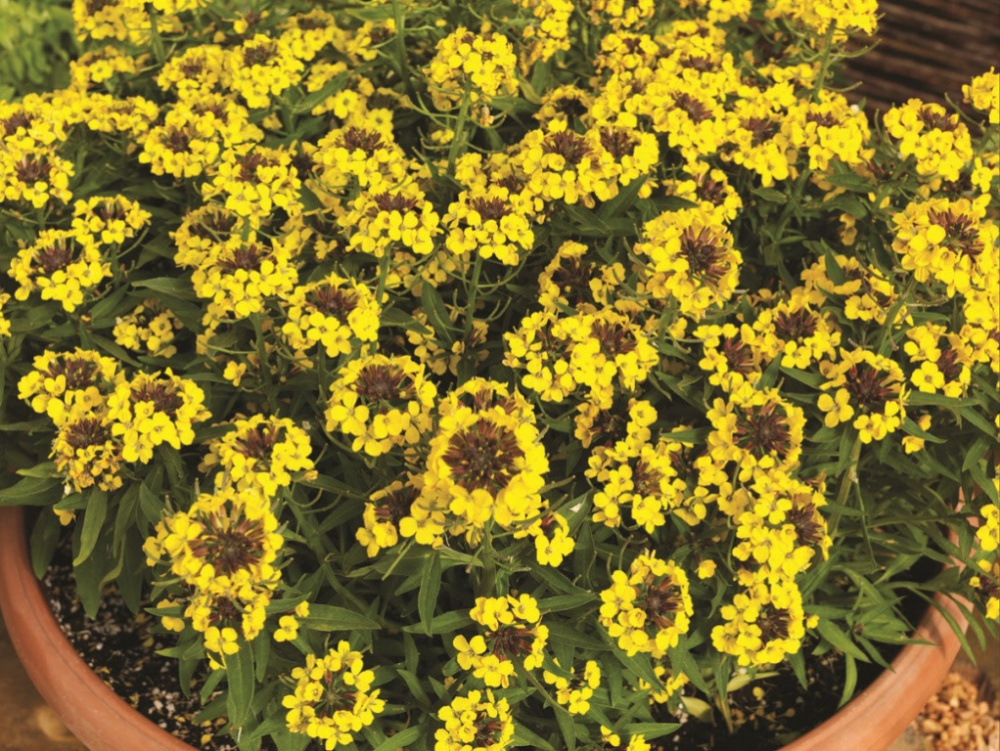_Эризимум Канирис yellow