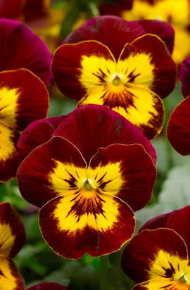 Виола Пенни red with yellow face 