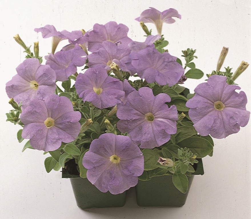 Архив Петуния Прайм Тайм light blue (драже)