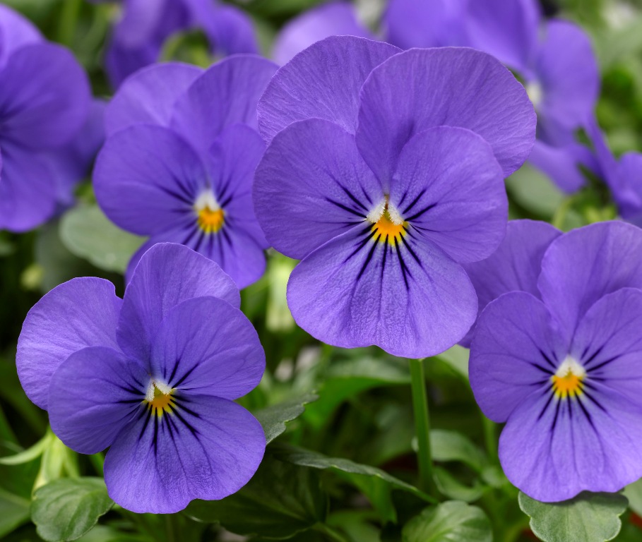 Виола Пенни blue