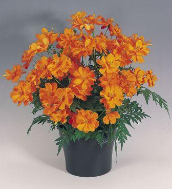 Космея КОСМИК ОРАНЖ