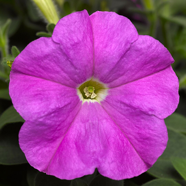 Петуния ПИКОБЕЛЛА ЛАВЕНДЕР (драже)