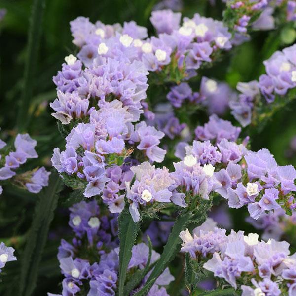 _Лимониум Квис lavender