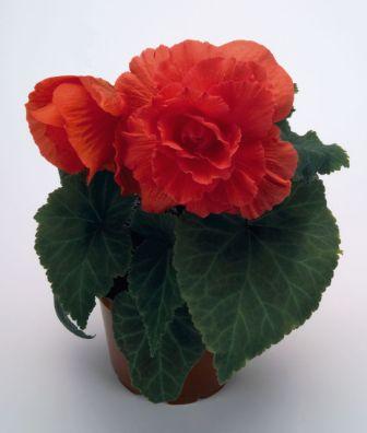 Бегония Нонстоп deep salmon