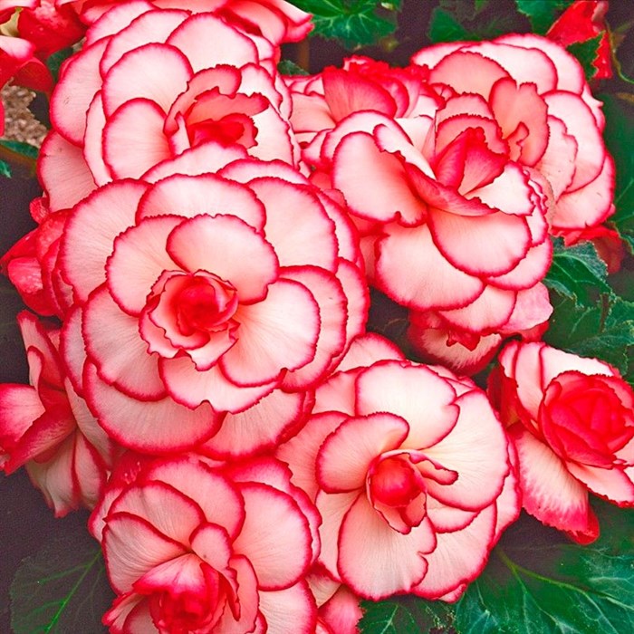 Бегония Он Топ Пинк Хало (драже)