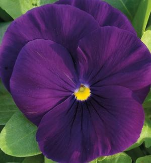 Архив Виола Инспайер purple