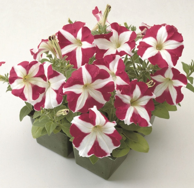 Архив Петуния Прайм Тайм rose star (драже)