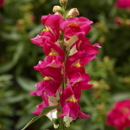 Львиный зев СНЭПТИНИ ВАЙОЛЕТ