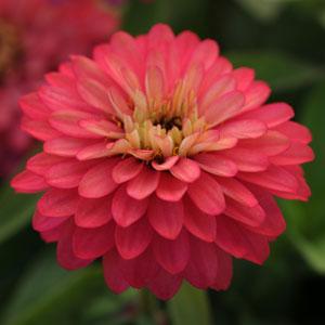 Архив Цинния Захара махровая salmon rose