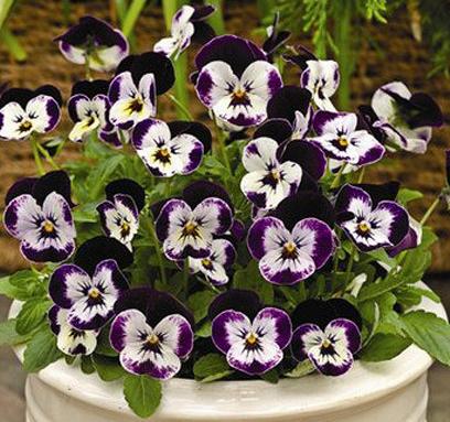 Виола Пенни mickey