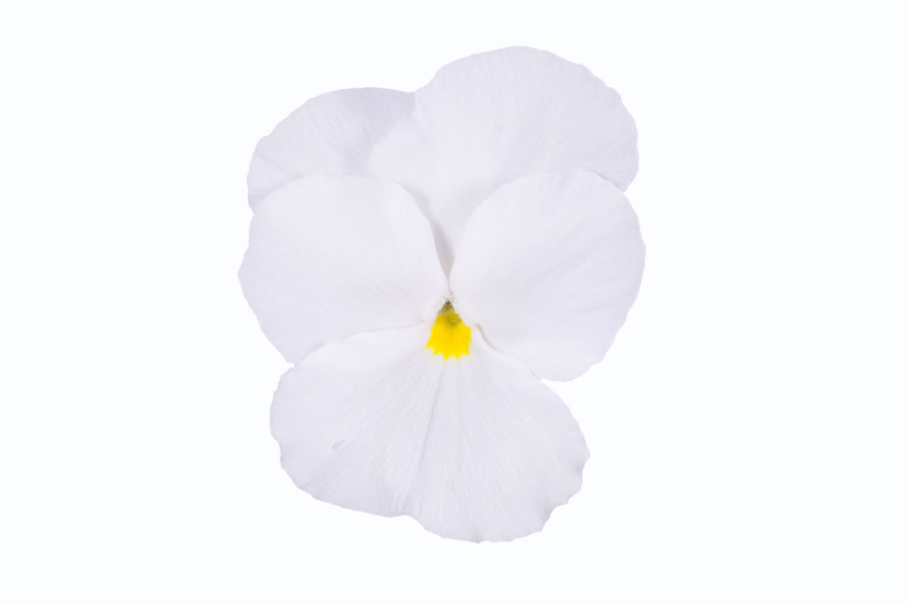 Виола рогатая ЕВО Мини Клия Уайт, кассета