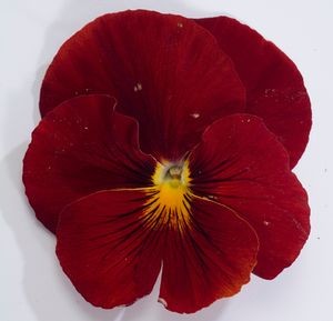 Архив Виола Динамит scarlet