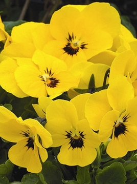 Виола Пенни yellow blotch