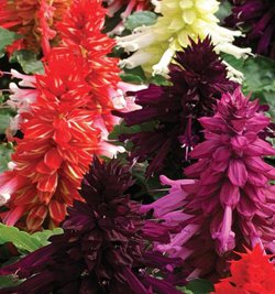 Сальвия МОХАВИ ФОРМУЛА МИКС