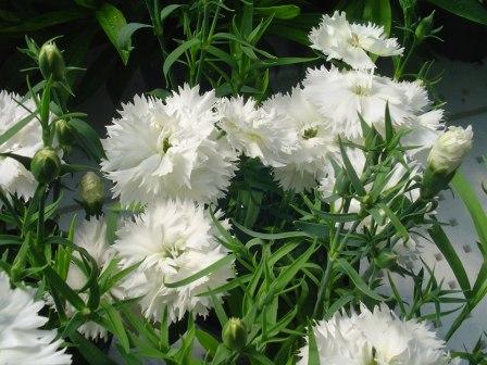 _Гвоздика Грэйс white