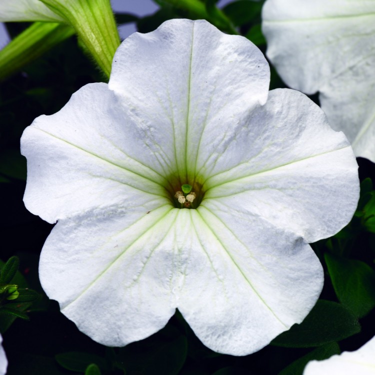 Архив Петуния Ура white