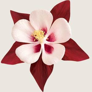 Архив Аквилегия Свон burgundy and white