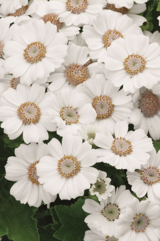 Архив Цинерария Венеция white